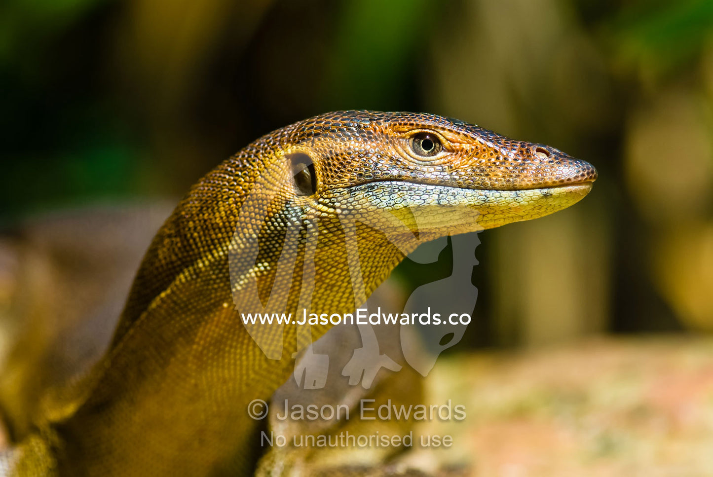 A Mertens water monitor scaly head and snout sunning on a warm rock. Wangi Falls, Litchfield National Park, Northern Territory, Australia.