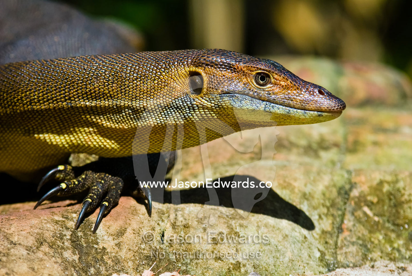 A scaly Mertens water Monitor thermoregulation sunning on a warm rock. Wangi Falls, Litchfield National Park, Northern Territory, Australia.