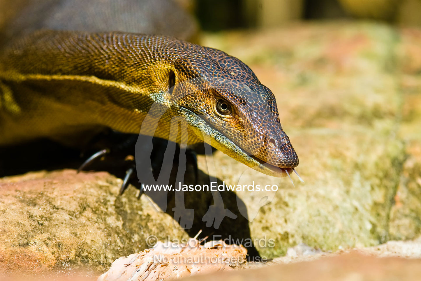 A scaly Mertens water monitor thermoregulation sunning on a warm rock. Wangi Falls, Litchfield National Park, Northern Territory, Australia.