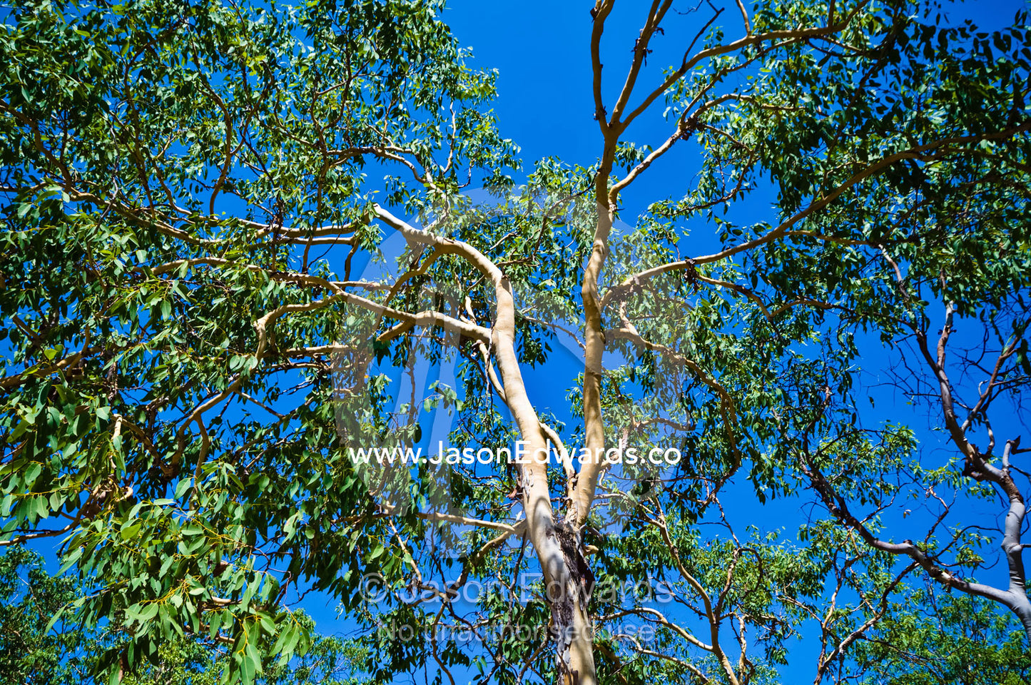 The green leafy canopy of a Darwin wooly butt, Eucalyptus miniata. Litchfield National Park, Northern Territory, Australia.