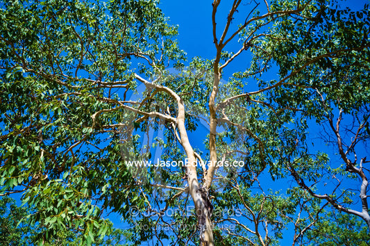 The green leafy canopy of a Darwin wooly butt, Eucalyptus miniata. Litchfield National Park, Northern Territory, Australia.
