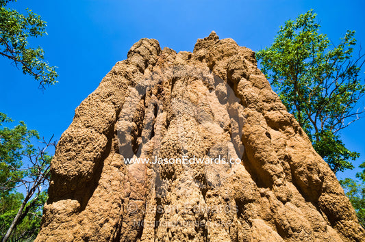 The textured and folded spire of a towering Cathedral termite mound. Litchfield National Park, Northern Territory, Australia.