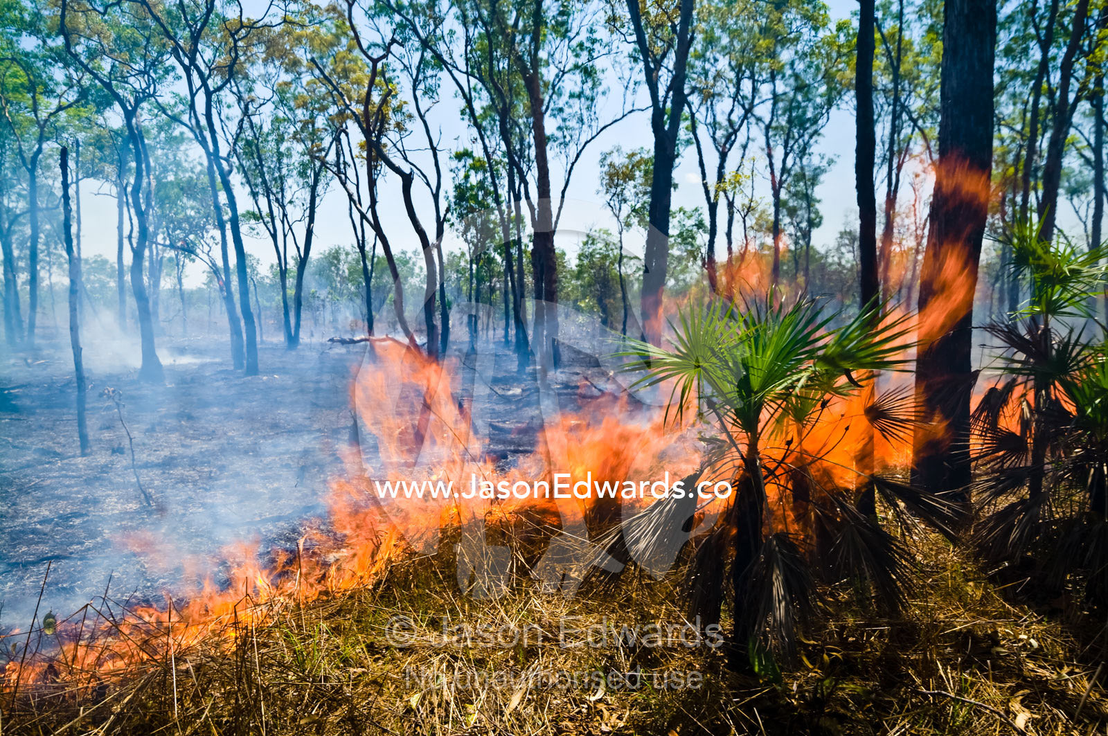 A fire burns sand palm fronds in sorghum grasslands and open woodland. Litchfield National Park, Northern Territory, Australia.