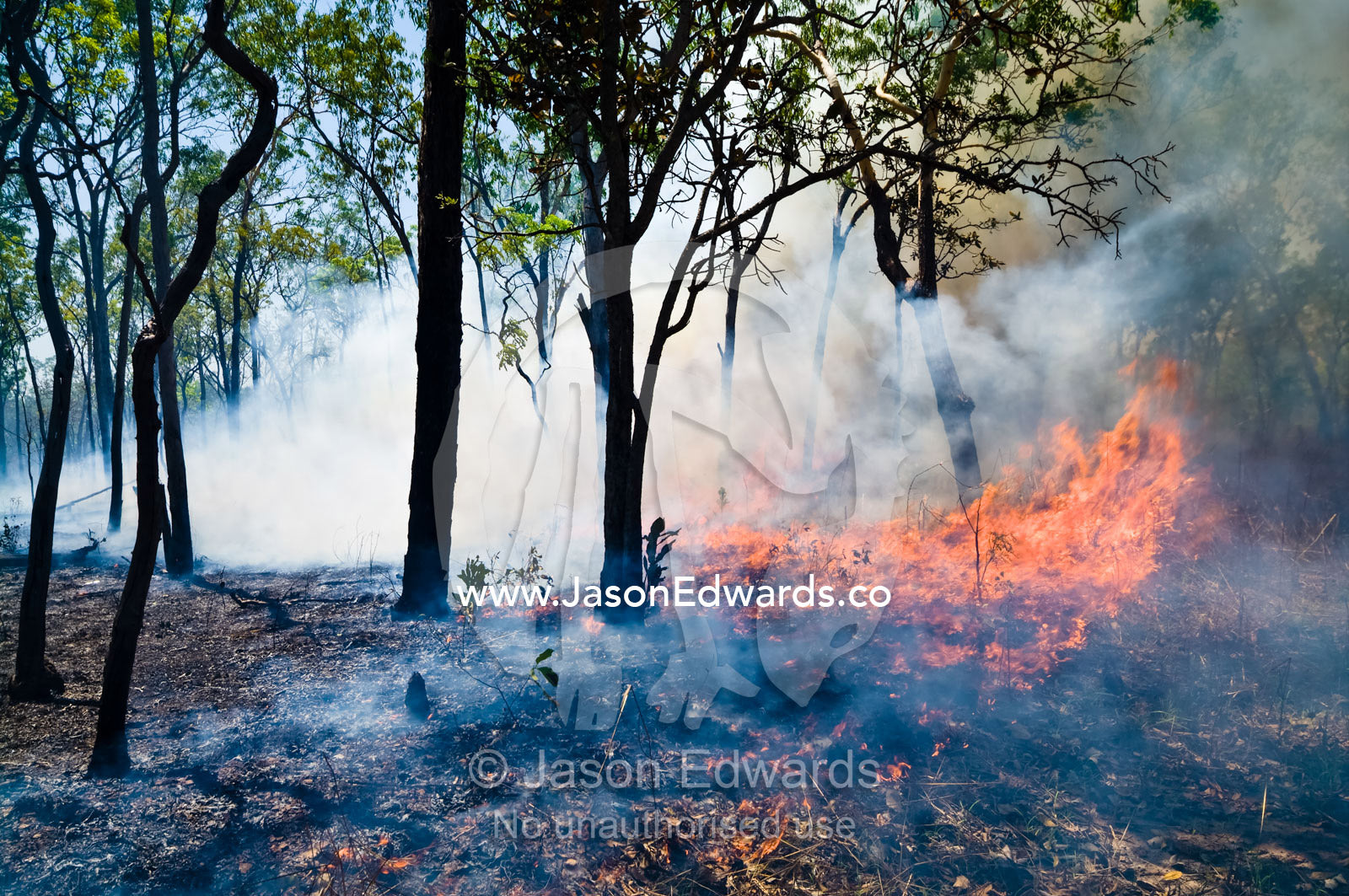 Raging flames burn Top End tropical grasslands and open woodland. Litchfield National Park, Northern Territory, Australia.