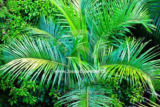 Looking down on a sprawling canopy of fronds of a Carpentaria palm. Florence Falls, Litchfield National Park, Northern Territory, Australia.