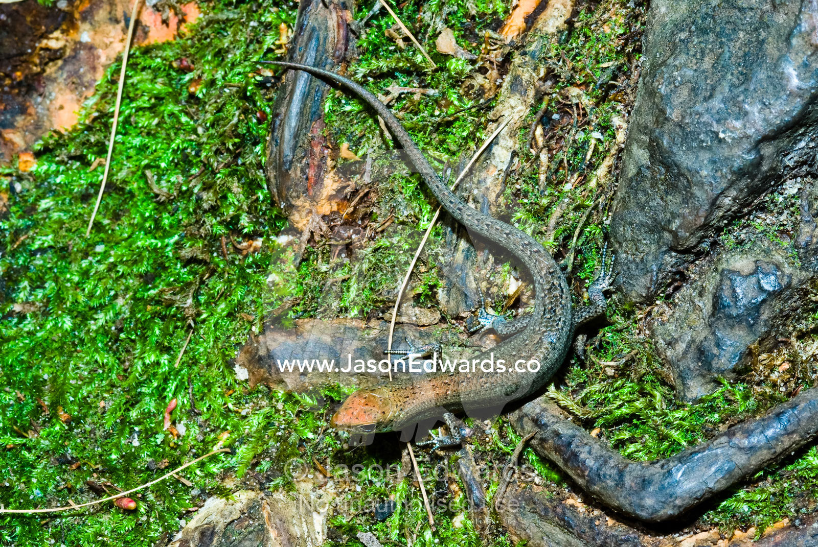 A shaded-litter rainbow-skink sun basking on a moss-covered rock. Buley Rockhole, Litchfield National Park, Northern Territory, Australia.