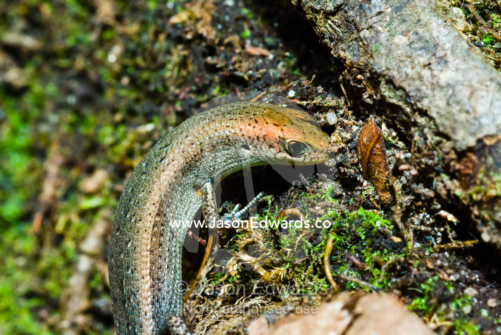A shaded-litter rainbow-skink hunts for prey in soil with its snout. Buley Rockhole, Litchfield National Park, Northern Territory, Australia.