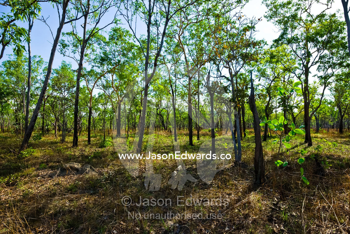 A sunlit dry woodland of Darwin wooly butt and Darwin stringybark. Litchfield National Park, Northern Territory, Australia.