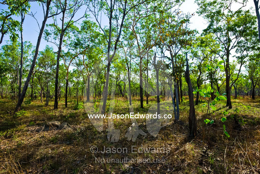 A sunlit dry woodland of Darwin wooly butt and Darwin stringybark. Litchfield National Park, Northern Territory, Australia.