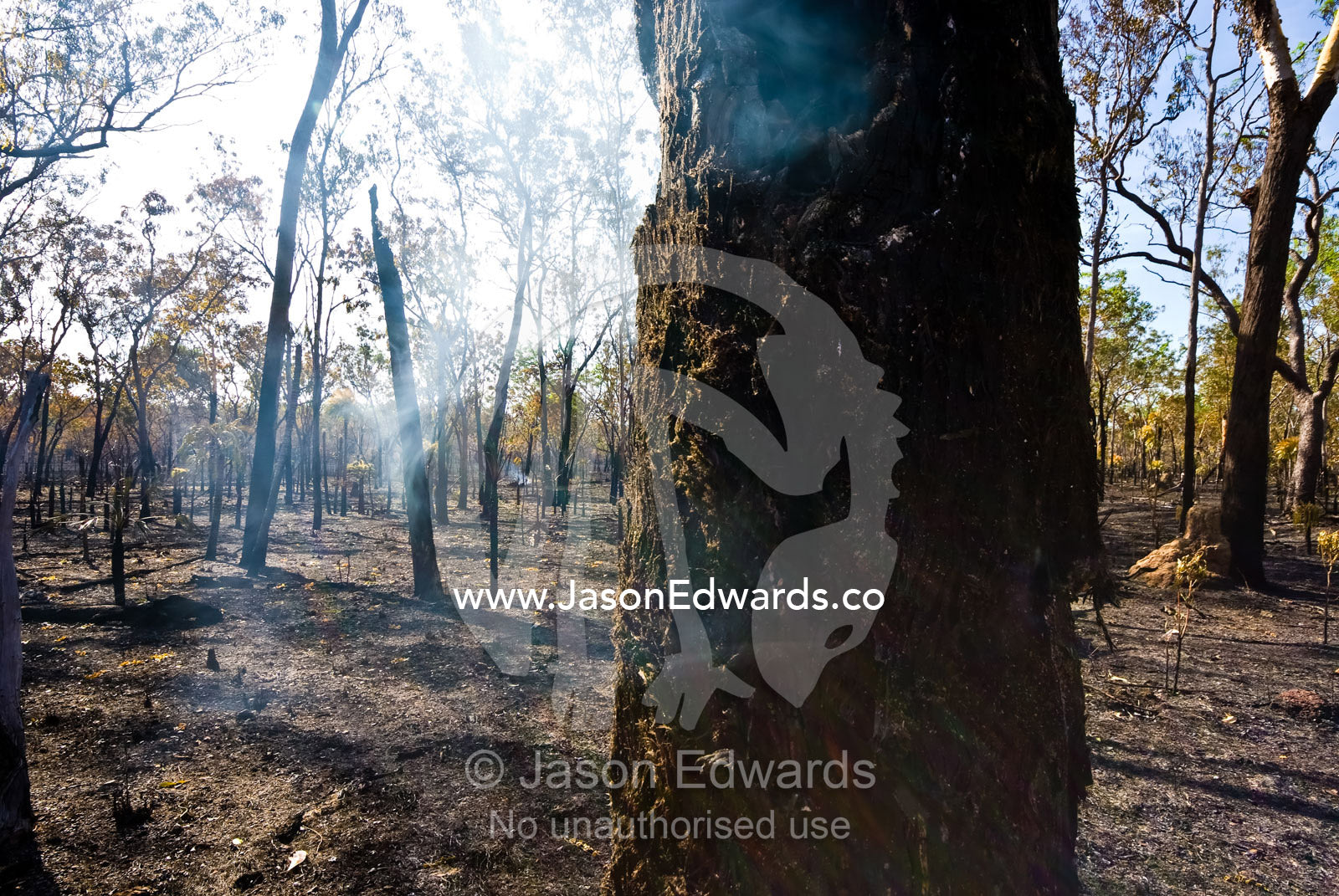 A smouldering tree trunk after a fire burns through open woodland. Litchfield National Park, Northern Territory, Australia.