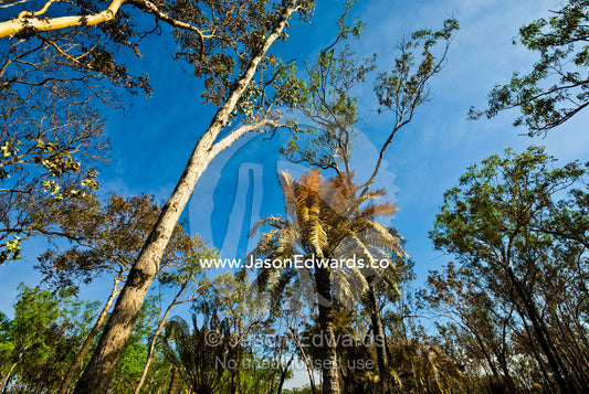 Burnt cycad fronds in the canopy of an open woodland after fire. Litchfield National Park, Northern Territory, Australia.