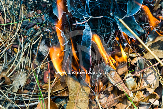 Flames burn dry leaves and grasses in an open woodland. Litchfield National Park, Northern Territory, Australia.