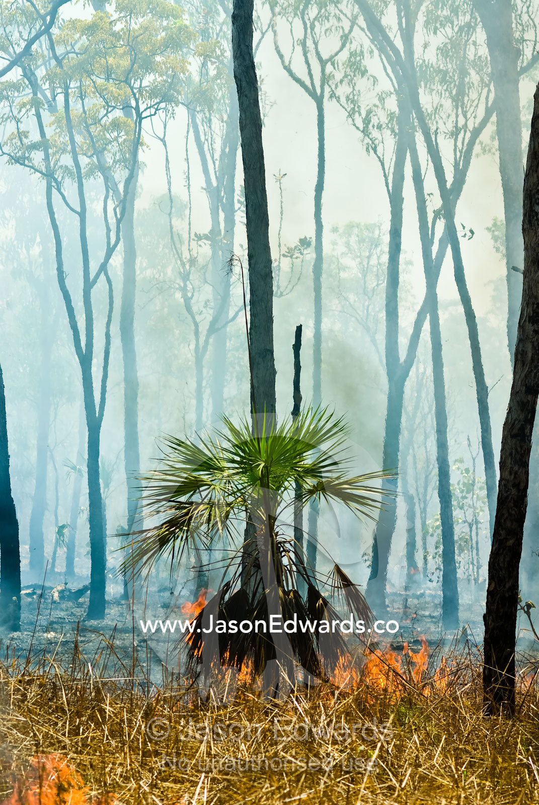 Flames burn sand palm tree fronds and grasslands in an open woodland. Litchfield National Park, Northern Territory, Australia.