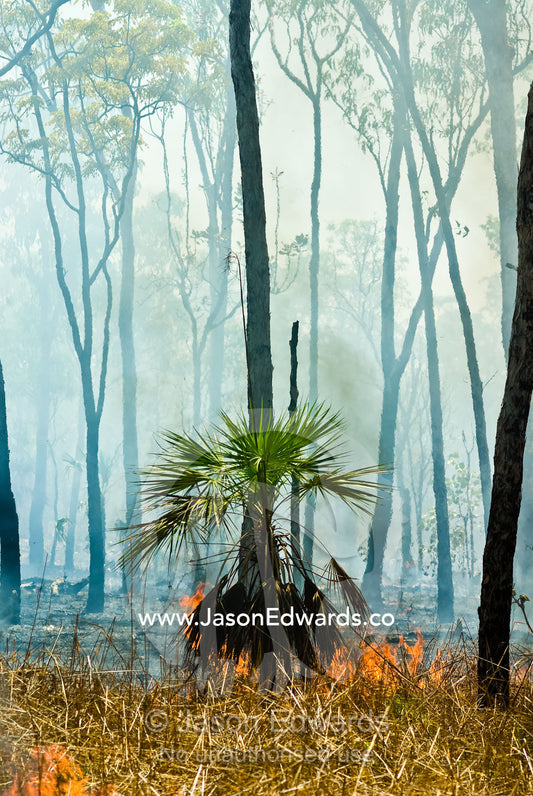 Flames burn sand palm tree fronds and grasslands in an open woodland. Litchfield National Park, Northern Territory, Australia.