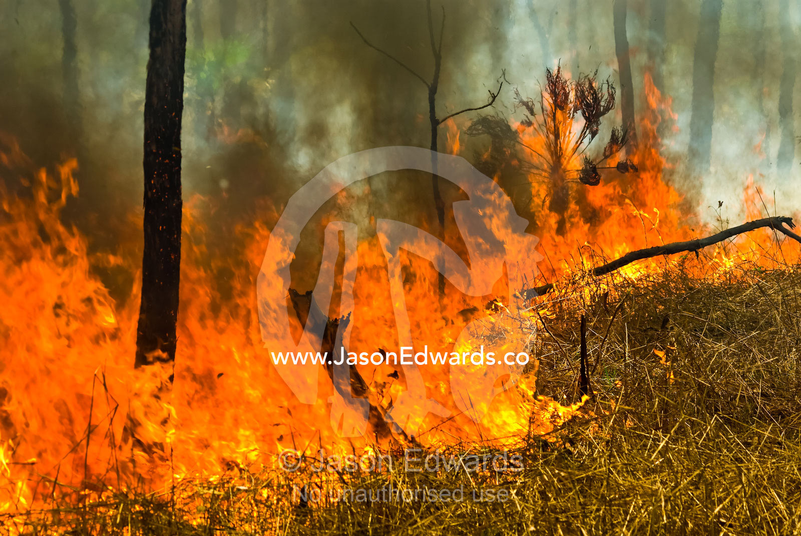 Raging flames burn Top End tropical grasslands and open woodland. Litchfield National Park, Northern Territory, Australia.