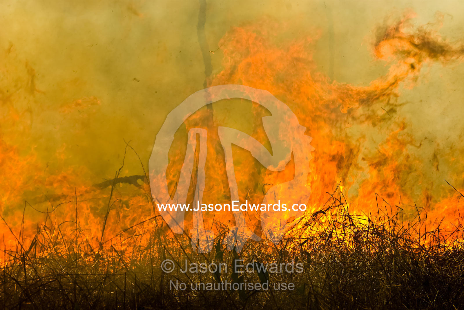 Raging flames burn Top End tropical grasslands and open woodland. Litchfield National Park, Northern Territory, Australia.