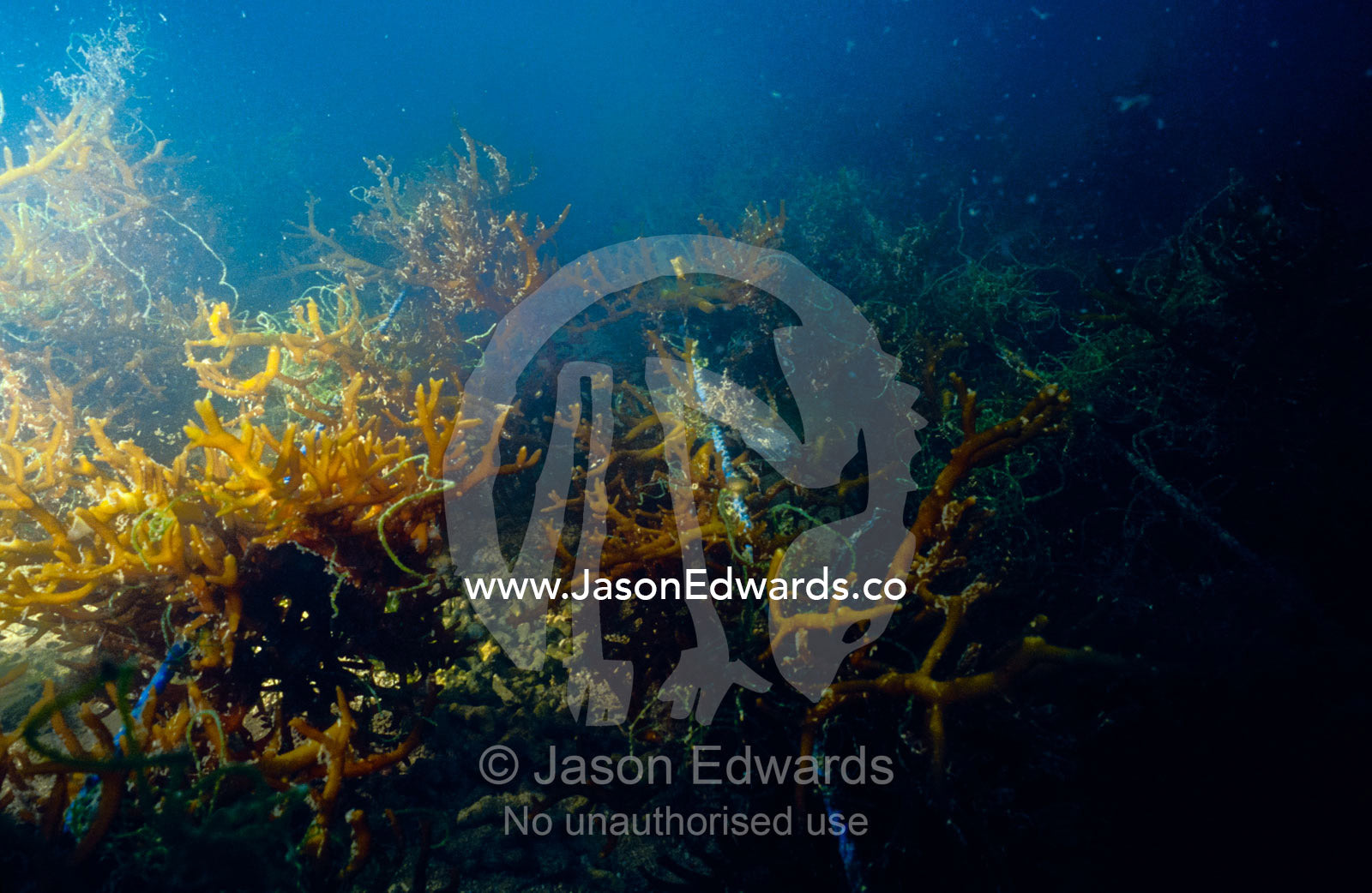 Nylon ropes mark the furrows of an underwater farm growing seaweed. Nusa Lembongan, Bali, Indonesia.