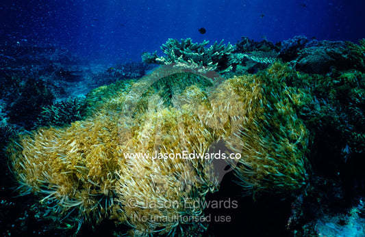 A large Soft Coral colony, Family Xeniidae sways in the current. Lombok Strait, Nusa Lembongan, Bali, Indonesia.