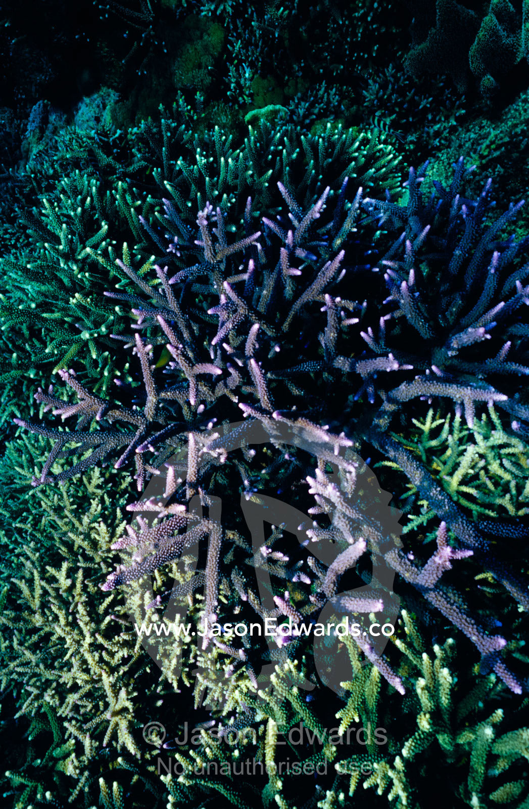 Bright purple Staghorn Coral colonies branch from a tropical reef. Lombok Strait, Nusa Lembongan, Bali, Indonesia.