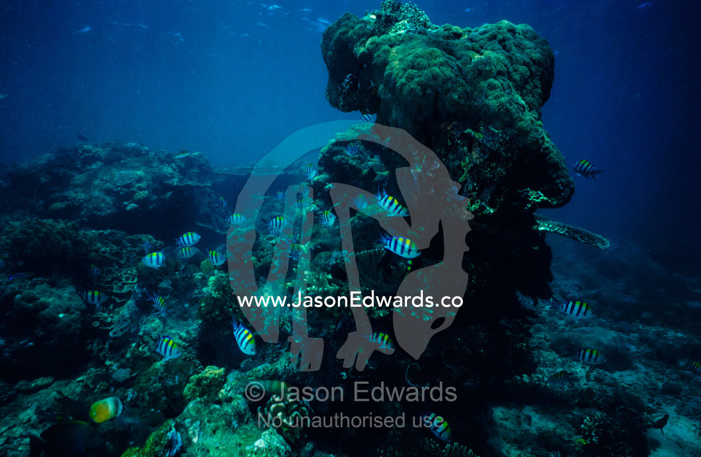 Indo-Pacific Sergeant fish and Butterflyfish near Scleractinian Coral. Lombok Strait, Nusa Lembongan, Bali, Indonesia.
