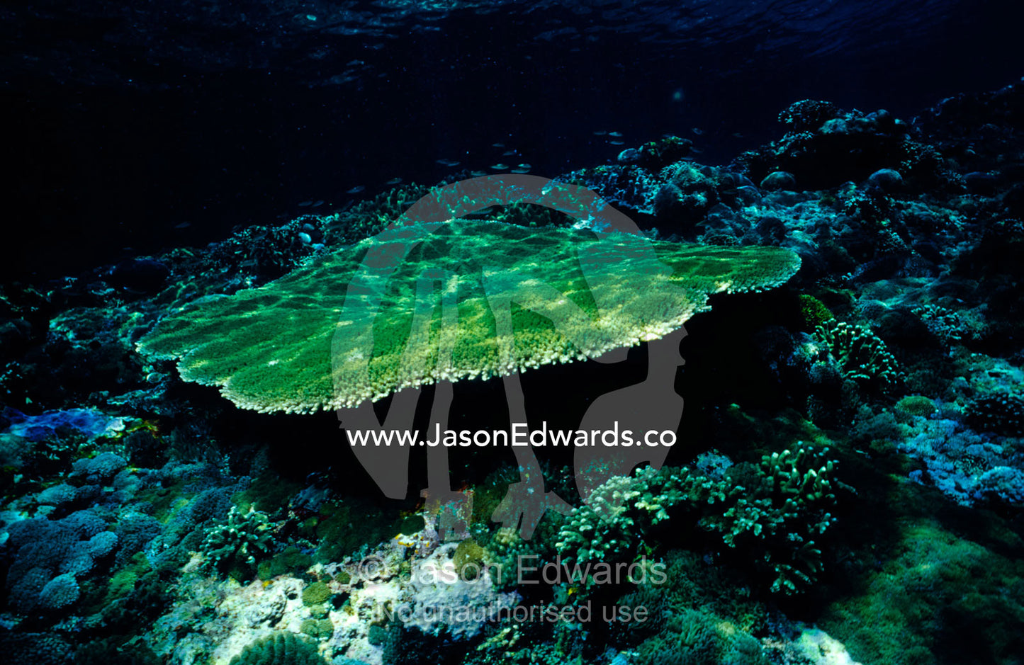 Dappled sunlight falls on a large green Plate Coral, Acropora sp. Lembongan Point, Nusa Lembongan, Bali, Indonesia.