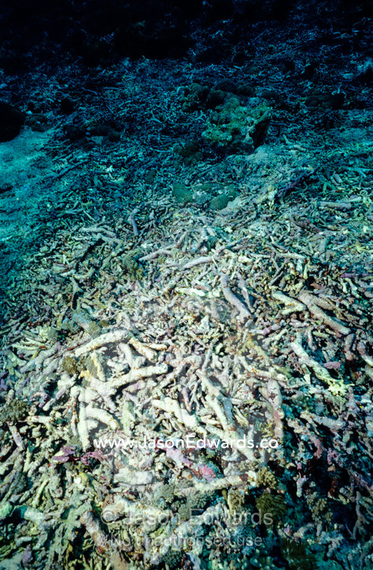 Dynamite explosions used for fishing devastate a Staghorn coral reef. Lombok Strait, Nusa Penida, Bali, Indonesia.