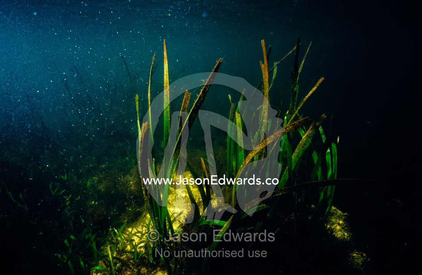 Sunlight shines down on warm tropical seas onto a Seagrass meadow. Mangrove Forest, Lombok Strait, Nusa Lembongan, Bali, Indonesia.