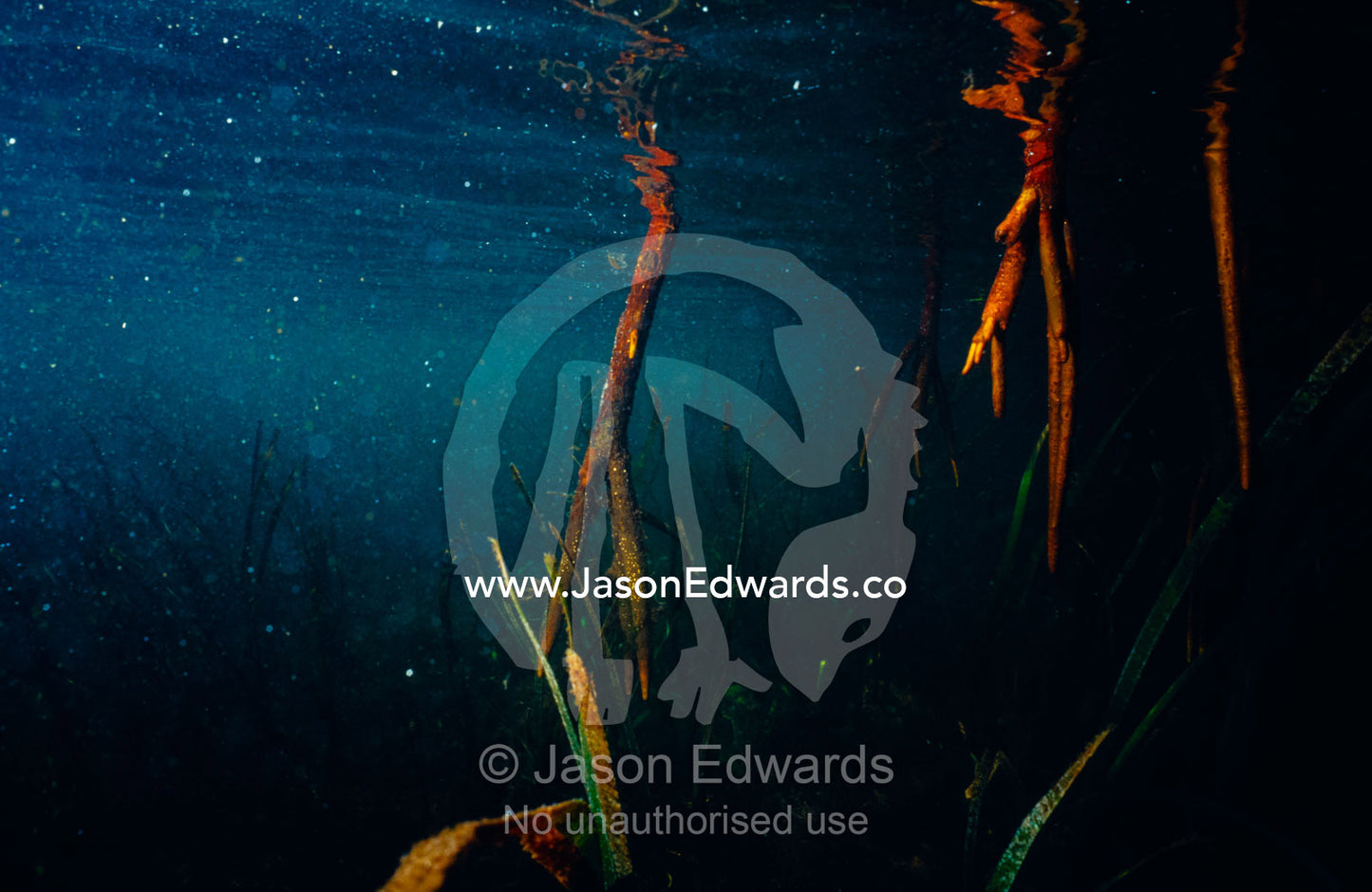 Large-leafed Mangrove knee roots submerged in seawater at high tide. Mangrove Forest, Lombok Strait, Nusa Lembongan, Bali, Indonesia.