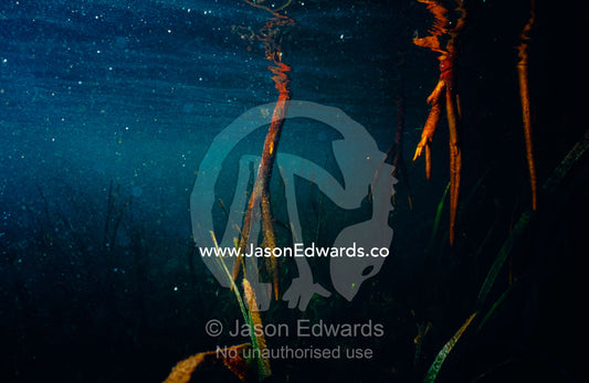 Large-leafed Mangrove knee roots submerged in seawater at high tide. Mangrove Forest, Lombok Strait, Nusa Lembongan, Bali, Indonesia.
