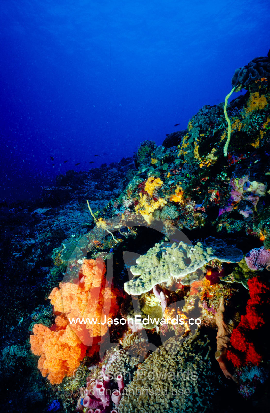 Cnidarians, sea whips, gorgonians, sponges and hydroids on a reef. Toyapakeh, Nusa Penida, Bali, Indonesia.