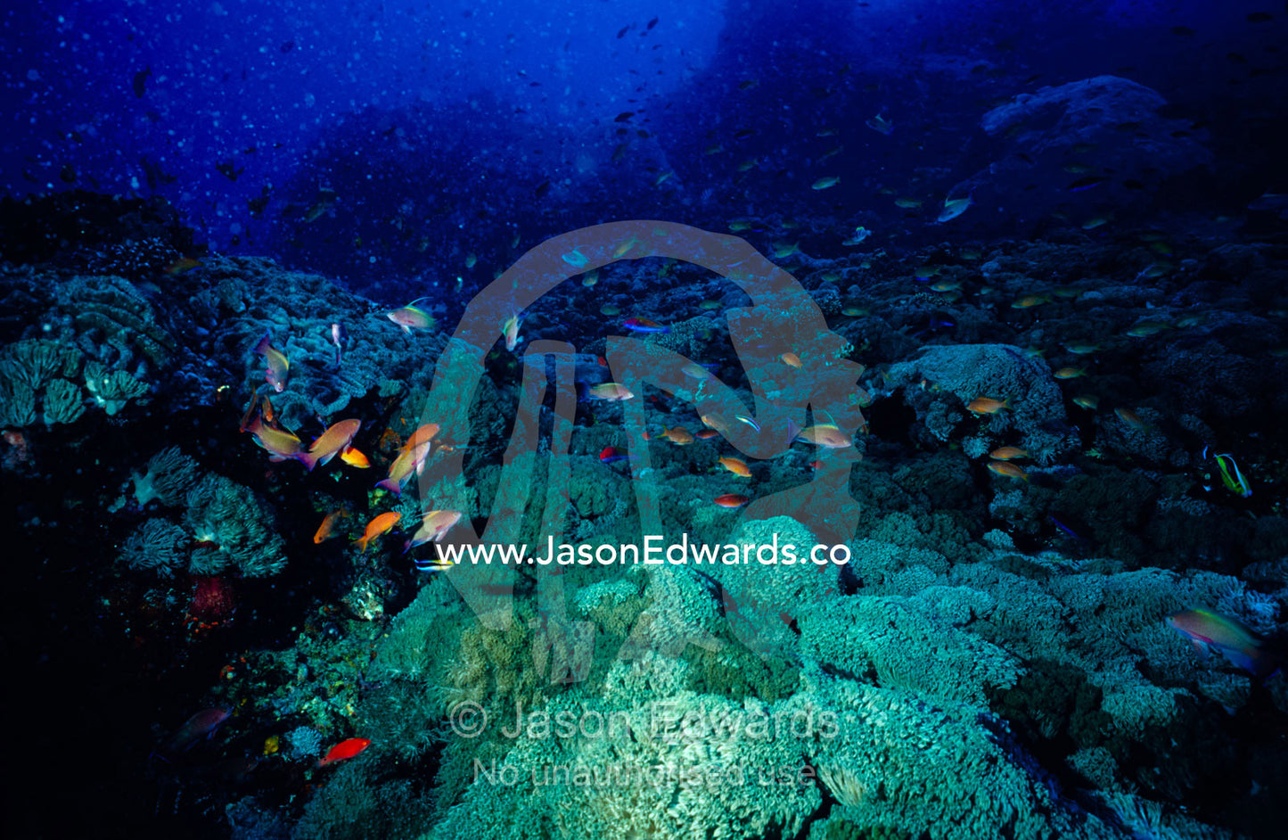 Anthias fish, cleaner wrasses and Alcyonium and Sarcophyton corals. Toyapakeh, Nusa Penida, Bali, Indonesia.