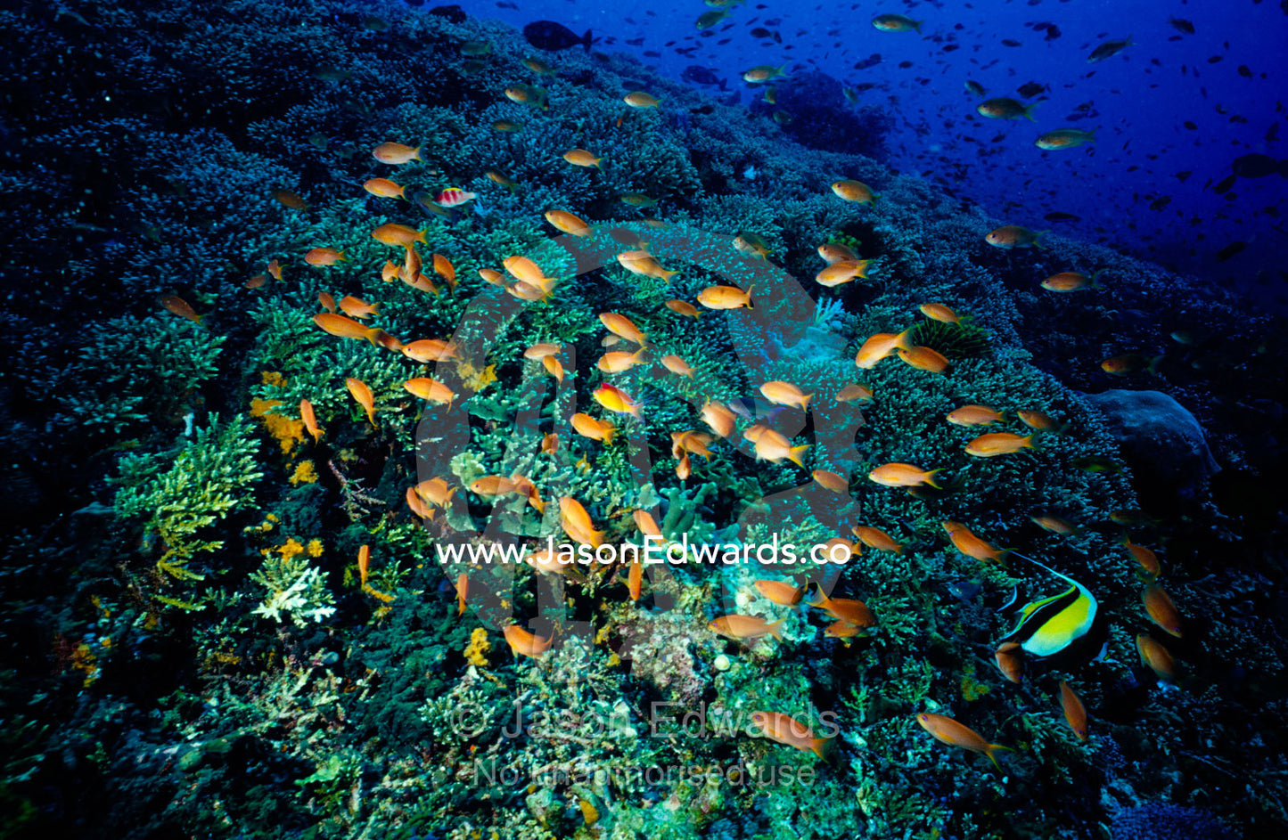Colorful anthias fish and a Moorish Idol swarm over Acroporidae coral. Toyapakeh, Nusa Penida, Bali, Indonesia.