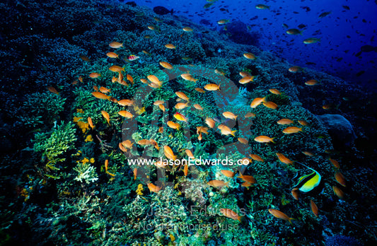 Colorful anthias fish and a Moorish Idol swarm over Acroporidae coral. Toyapakeh, Nusa Penida, Bali, Indonesia.