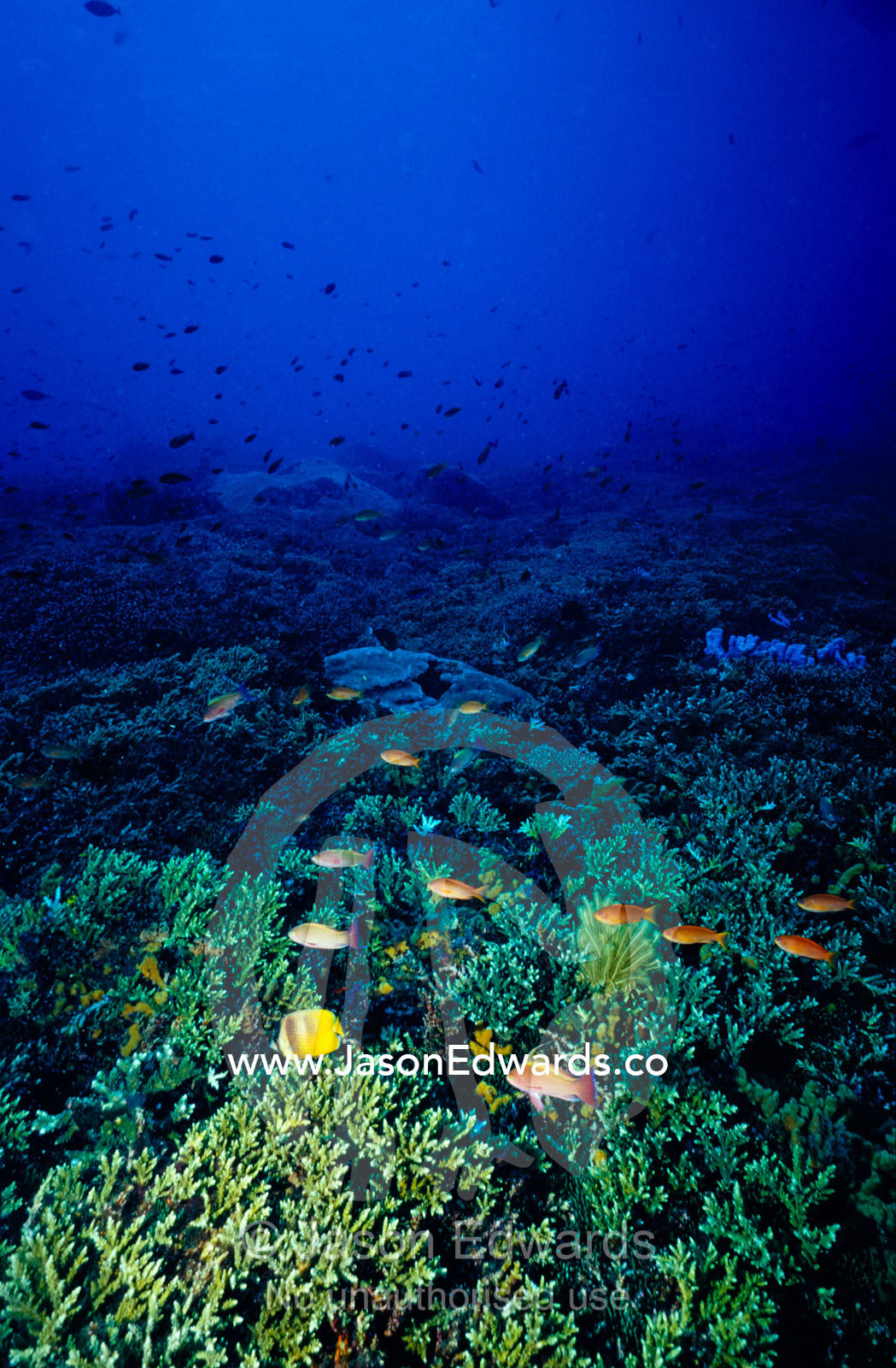 Butterflyfish, anthias fish and a vast colony of Acroporidae coral. Toyapakeh, Nusa Penida, Bali, Indonesia.