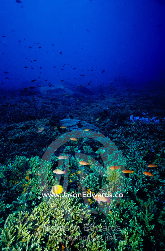 Butterflyfish, anthias fish and a vast colony of Acroporidae coral. Toyapakeh, Nusa Penida, Bali, Indonesia.