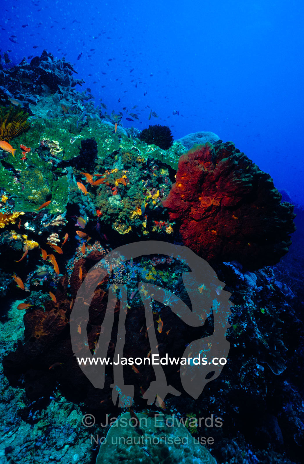 Anthias fish swim around a reef encrusted in sponges and soft corals. Toyapakeh, Nusa Penida, Bali, Indonesia.