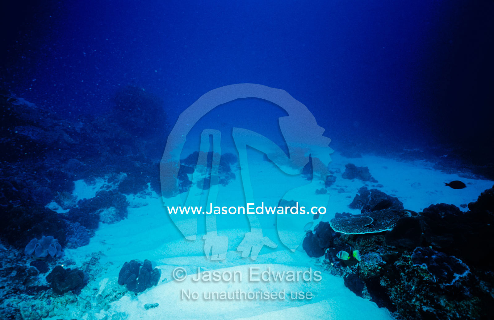 A small ray swims over the sandy ocean floor near coral reef outcrops. Manta Point, Nusa Penida, Bali, Indonesia.