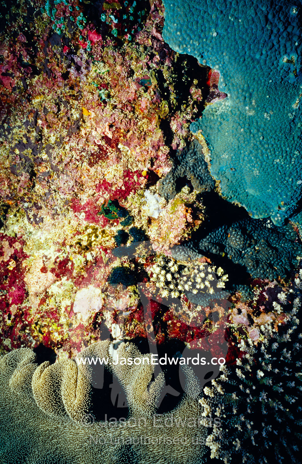 Crustose coralline algae, encrusting blue coral and lobed soft coral. Crystal Bay, Nusa Ceningan, Nusa Penida, Bali, Indonesia.