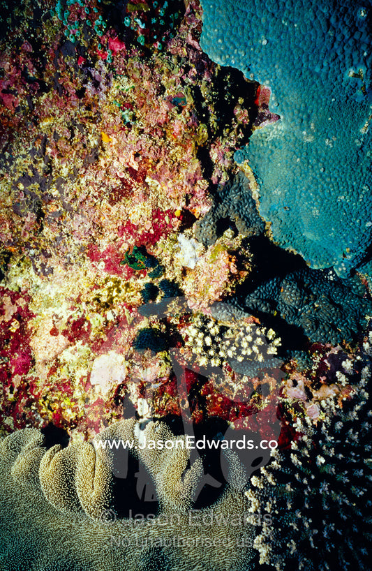 Crustose coralline algae, encrusting blue coral and lobed soft coral. Crystal Bay, Nusa Ceningan, Nusa Penida, Bali, Indonesia.