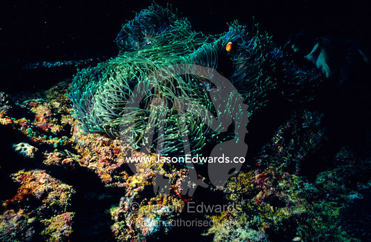 A sea anemone hosting an anemonefish amongst its venomous tendrils. Crystal Bay, Nusa Ceningan, Nusa Penida, Bali, Indonesia.
