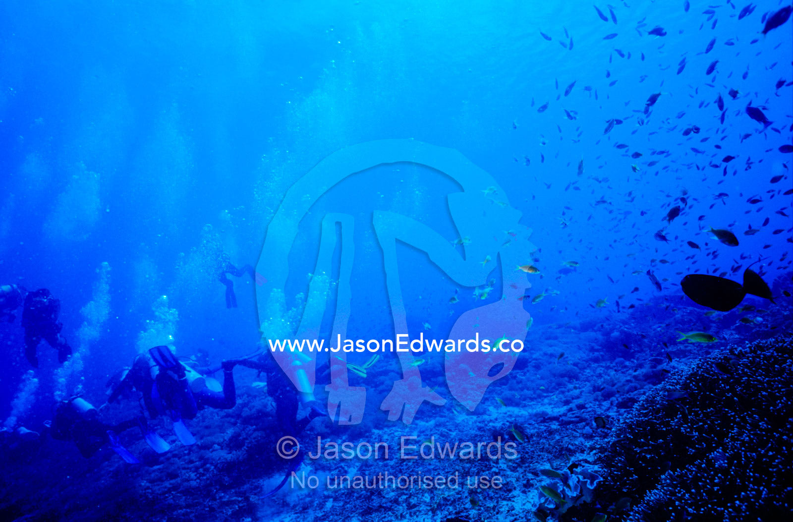 A swarm of scuba divers swims over fragile tropical coral reefs. Crystal Bay, Nusa Ceningan, Nusa Penida, Bali, Indonesia.