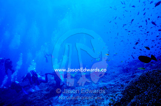 A swarm of scuba divers swims over fragile tropical coral reefs. Crystal Bay, Nusa Ceningan, Nusa Penida, Bali, Indonesia.