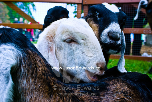Pet goats in a petting zoo at an elementary school fair. Malvern East, Victoria, Australia.