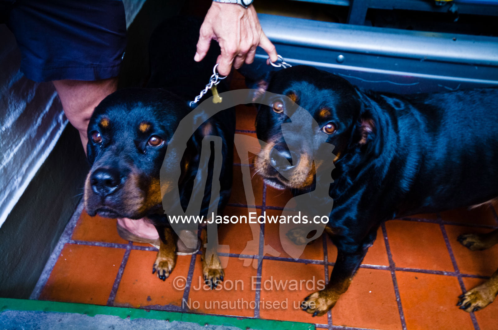 A man restrains two dangerous Rottweiler watchdogs with chain collars Banfield, Buenos Aires, Argentina.