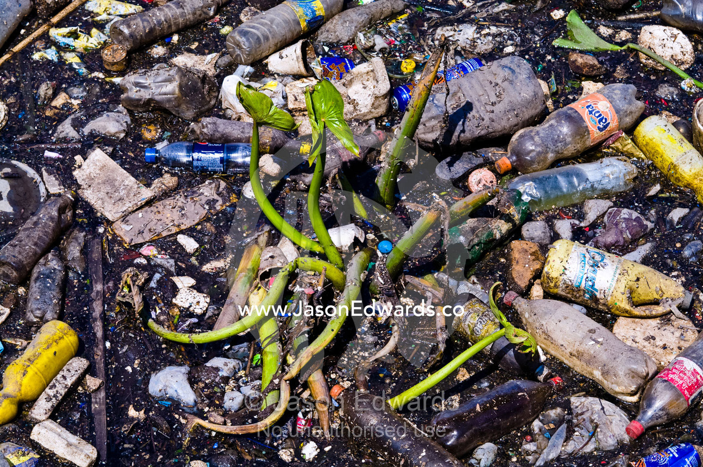 An aquatic river plant surrounded by plastic bottles and pollution. Rocha Bend, Riachuelo River, La Boca, Buenos Aires, Argentina.