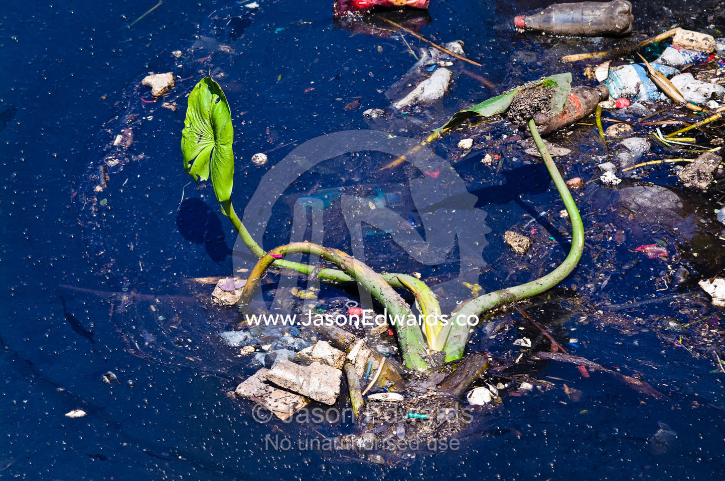 An aquatic river plant surrounded by plastic bottles and pollution. Rocha Bend, Riachuelo River, La Boca, Buenos Aires, Argentina.