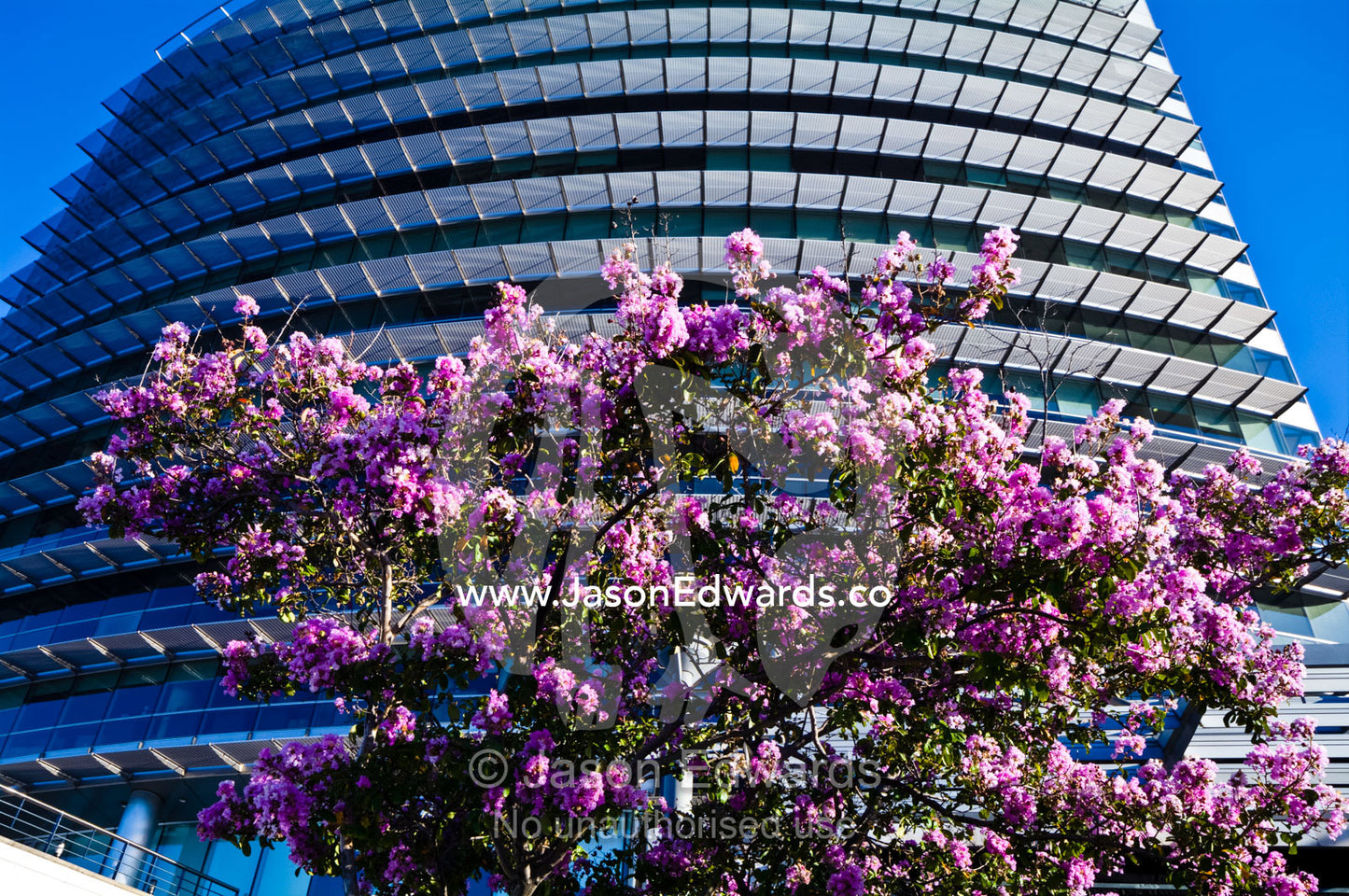 Flower blossoms in the forecourt of a modern steel office complex. Puerto Madero, Buenos Aires, Argentina.
