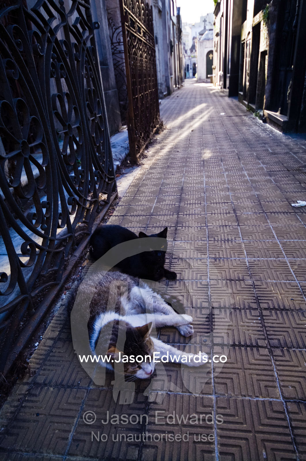 Domestic cats rest in an alley between family mausoleums in a cemetery La Recoleta Cemetery, Recoleta, Buenos Aires, Argentina.