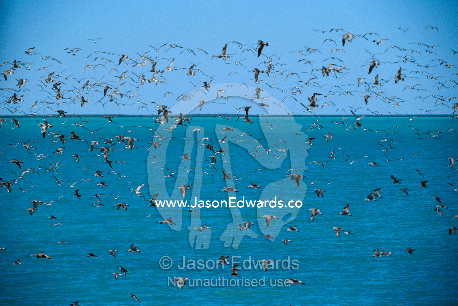 Bar-tailed godwit, common sandpipers and curlew sandpipers in flight. RAOU Bird Observatory, Broome Bird Observatory, Broome, Western Australia, Australia.