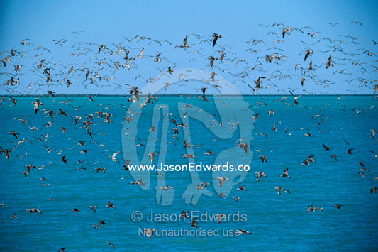 Bar-tailed godwit, common sandpipers and curlew sandpipers in flight. RAOU Bird Observatory, Broome Bird Observatory, Broome, Western Australia, Australia.